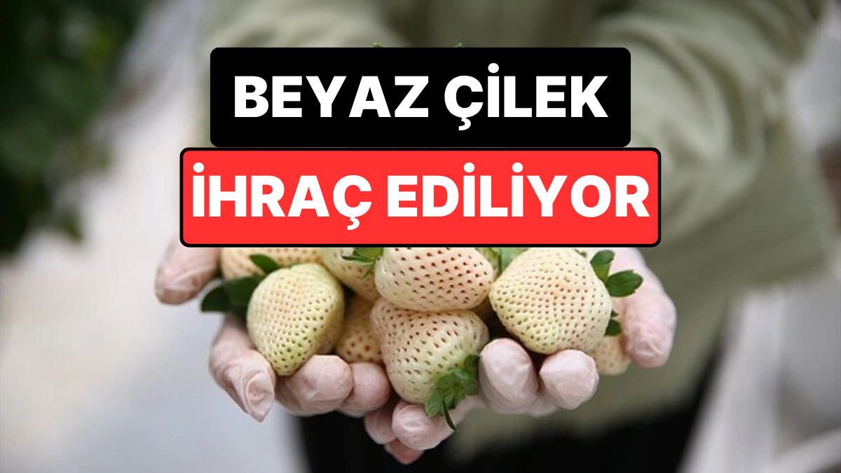 Yapay Zeka Destekli Serada Üretiliyor: Beyaz Çilek 5 Ülkeye İhraç Ediliyor