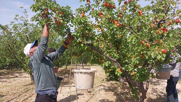 Hal esnafı Gürkan Acar, hasadı yapılan ilk çeşitlerin Mikado ve Matador cinsi kayısılar olduğunu belirterek şunları söyledi: