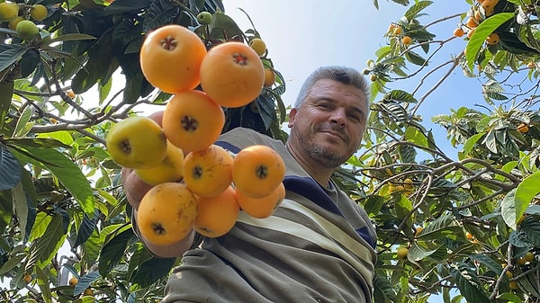 Mersin'in Erdemli ve Tarsus ilçelerinde yoğunlaşan yenidünya üretiminde, örtü altı hasadının tamamlanmasıyla birlikte açık alanlarda hummalı bir çalışma başladı.