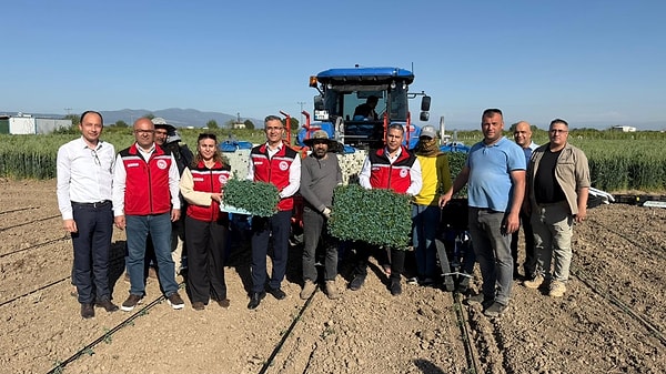 Hava sıcaklıklarının artmasıyla birlikte Manisa’nın verimli ovalarında hareketlilik zirveye ulaştı.