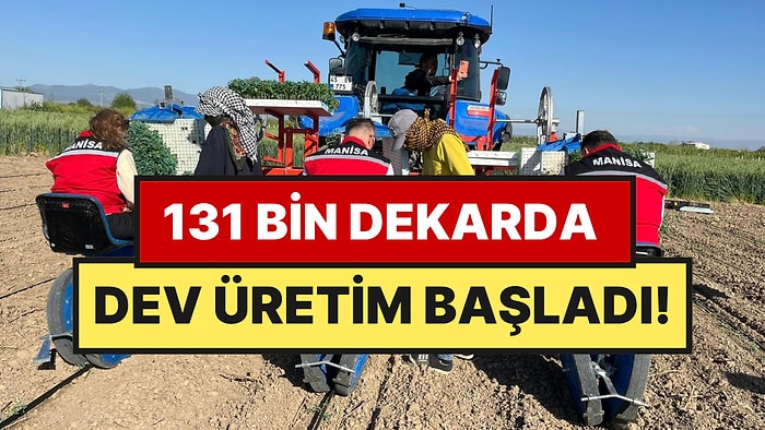 Türkiye İkincisi: Manisa'da Tam 131 Bin Dekarlık Alanda Dev Üretim İçin Start Verildi