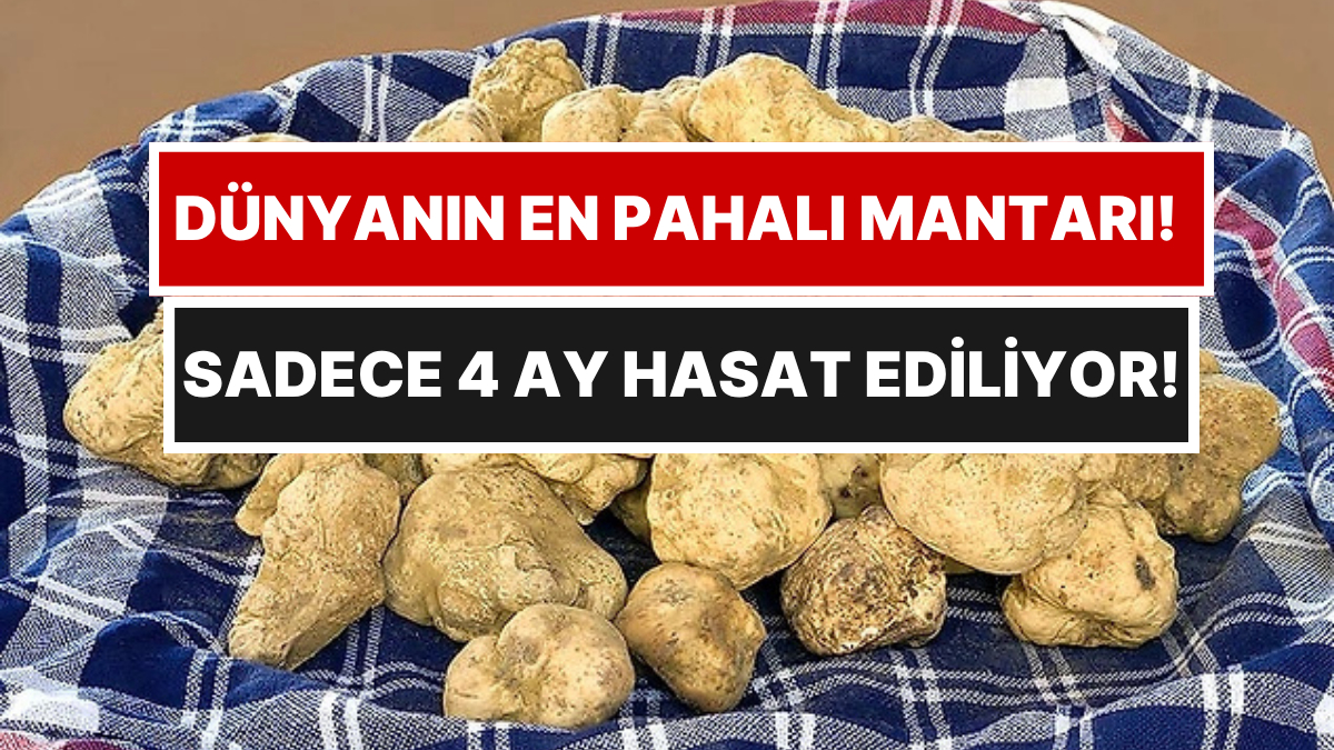 Yapay Ortamda Üretilemiyor: Dünyanın Dört Bir Yanından Milyarderler Bu Kasabaya Akın Ediyor