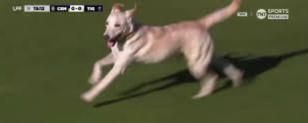 Rosario Central - Tigre maçı oynanırken sahaya giren bir köpek, onu yakalamaya çalışan herkesi atlatmayı başardı.