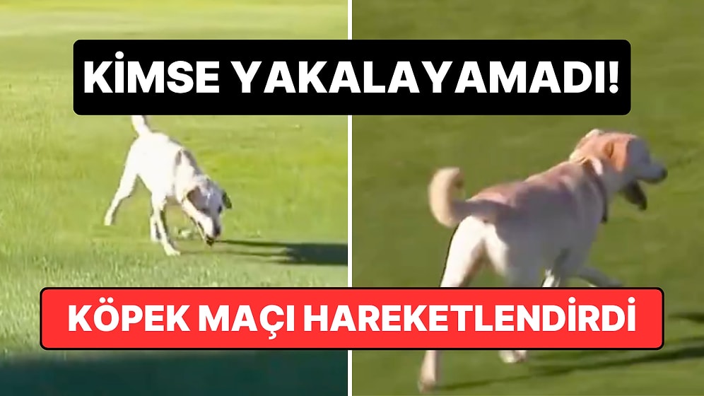 Kimse Yakalayamadı! Rosario Central ve Tigre Maçı Esnasında Sahaya Atlayan Köpek Tribünleri Şenlendirdi