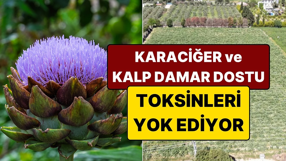 Faydaları Saymakla Bitmiyor: Vakumlayıp Avrupa'ya Satıyorlar!