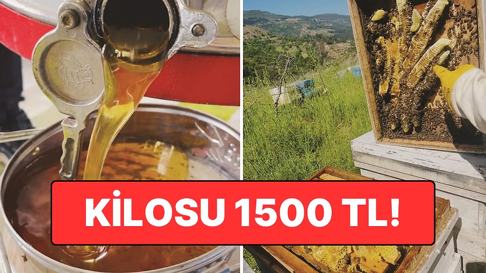 Kilosu 1500 TL'den Satılıyor! Sezonun İlk Ürünleri Hasat Edildi