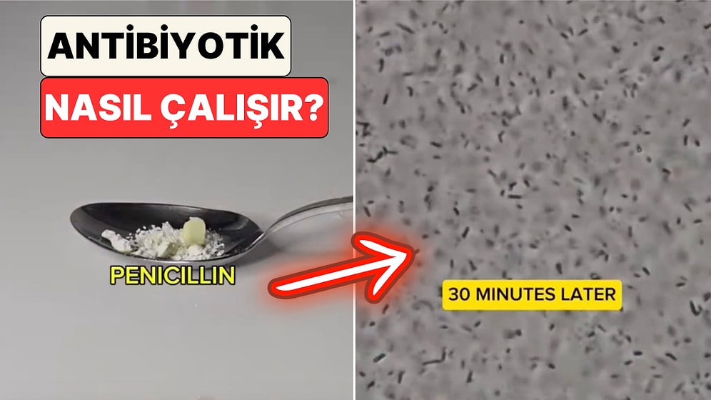 Antibiyotiklerin Bakterilere Karşı Etkisi Mikroskop Altında İncelendi