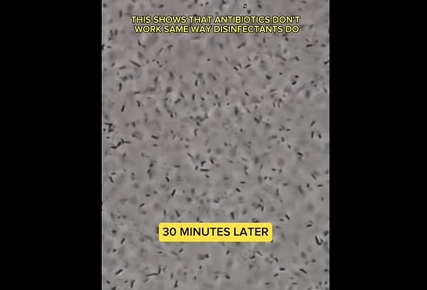 So, how do antibiotics work?