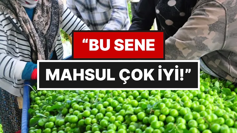 Manisa’nın 'Dumanlı Papazı' Yola Çıktı: 10 Bin Dekarda Hasat, Kilosu 110 Liradan Satılıyor