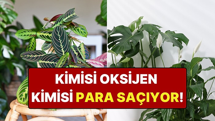 Oksijen Yerine Para 'Saçan' Bitkiler: Hem Cüzdanınız Hem Eviniz Bereketlenecek!