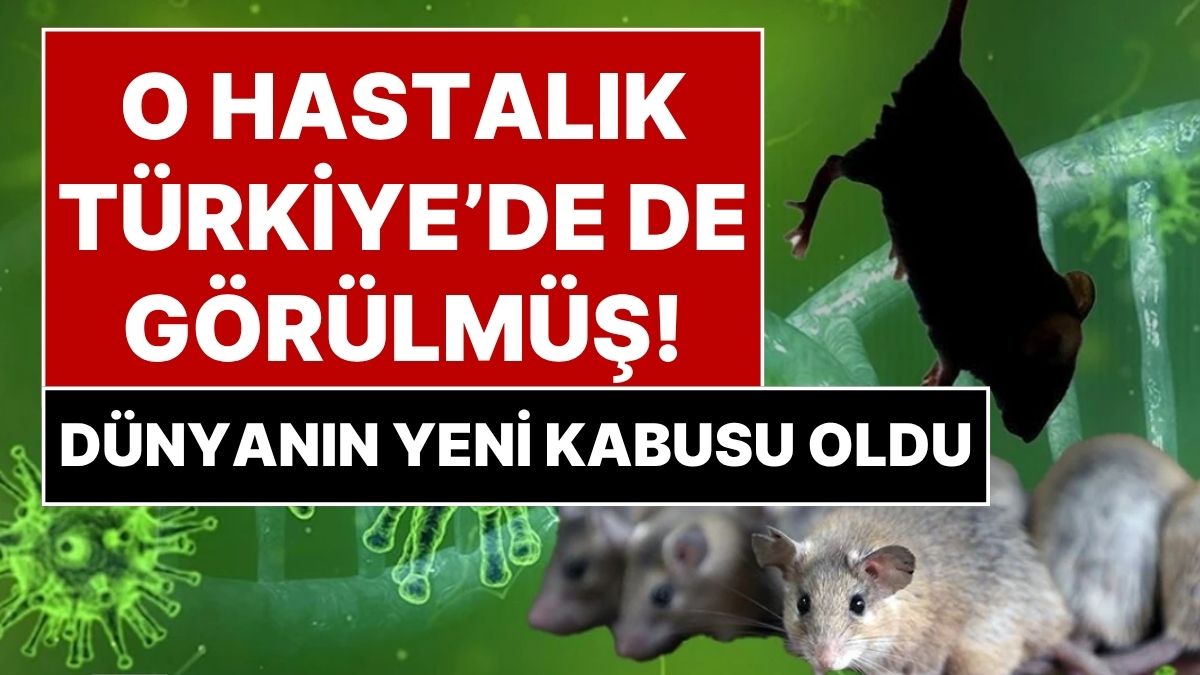 Türkiye’de de Hantavirüs Görülmüş! Dünyayı Tedirgin Eden Hantavirüs Salgını Pandemiye Dönüşür mü?