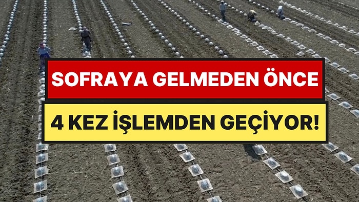 Domatesi de Biberi de Geride Bıraktı: Tarlada Çiftçiyi En Çok Zorlayan Ürün