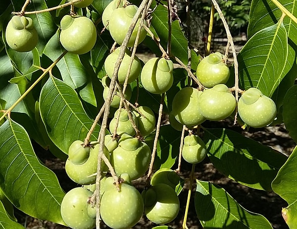Temizlikte kimyasallardan kurtulmak isteyenlerin gözdesi, Sapindus mukorossi ağacının meyvesi olan "Sabun Cevizi" oldu.