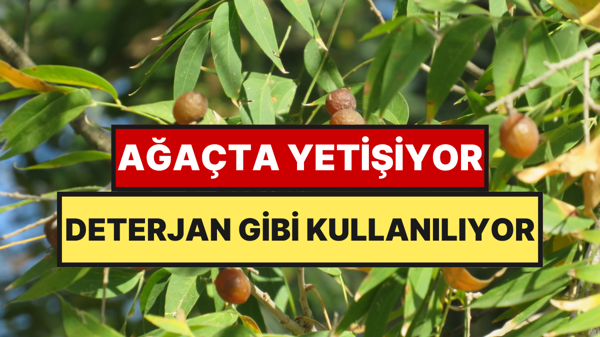 Ağaçtan Topladıkları Meyveyi Deterjan Gibi Kullanıyorlar: İki İlimizde Hasat Ediliyor
