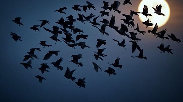 Sığırcıkların Murmuration Fenomeni: Doğanın En Büyülü Gösterisi