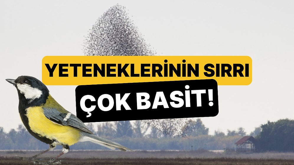 Sürü Halinde Uçan Kuşlar Nasıl Oluyor da Asla Çarpışmıyor?