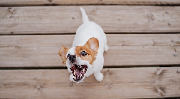 Köpeğinizin gözlerine baktığınızda içinizi kaplayan o sıcaklık tesadüf değil.