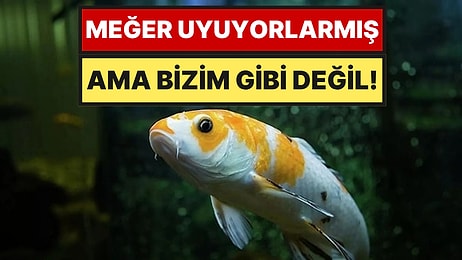 Gözleri Açık Rüya Görüyorlar: Balıklar Aslında Nasıl Uyur?