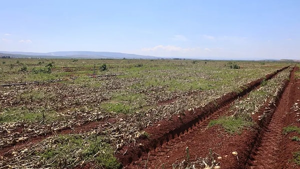 Şiddetli Yağış Ekili Alanları Kısa Sürede Etkisi Altına Aldı