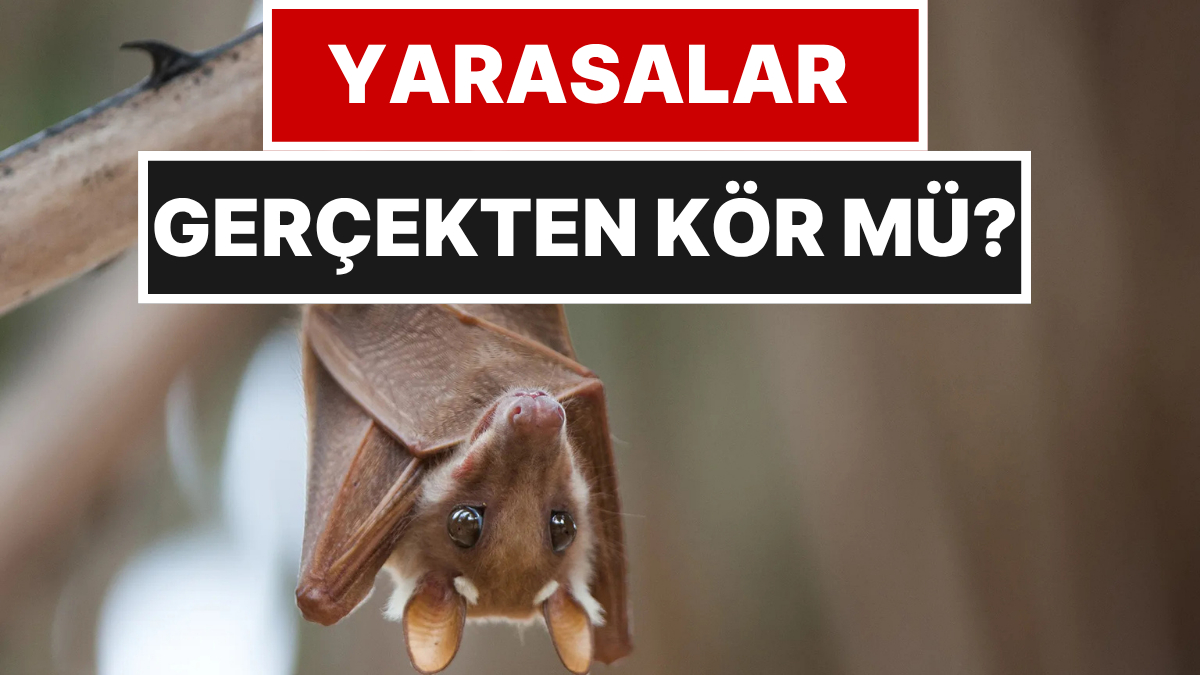 Yarasaların Kör Olduğuna İnananlar Bu Gerçeğe Şaşıracak