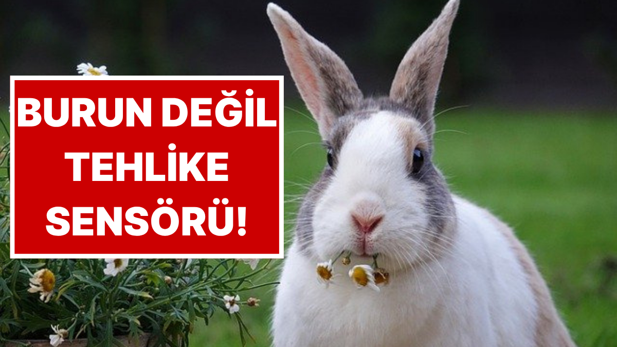 Tavşanların Burnu Neden Sürekli Hareket Ediyor?
