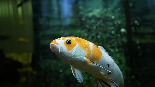 Dreaming with Open Eyes: The Science behind How Fish Sleep and Rest Underwater