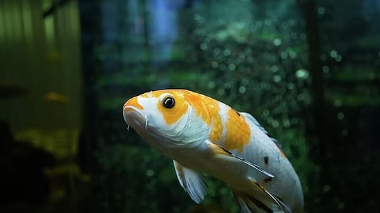 Dreaming with Open Eyes: The Science behind How Fish Sleep and Rest Underwater