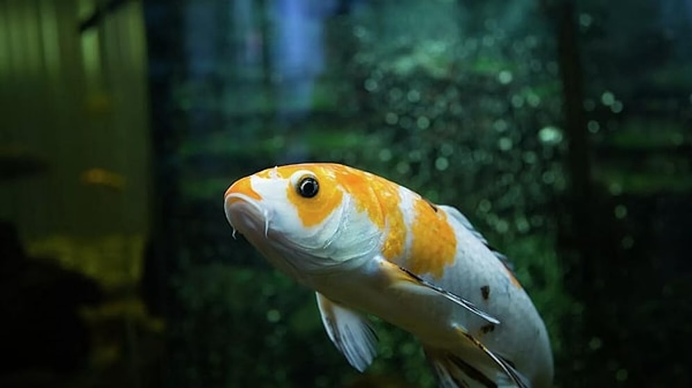 Dreaming with Open Eyes: The Science behind How Fish Sleep and Rest Underwater
