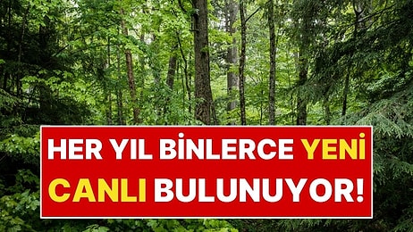 Dünya Sandığımız Kadar Keşfedilmiş Değil! 16 Bin Yeni Tür Bulunuyor