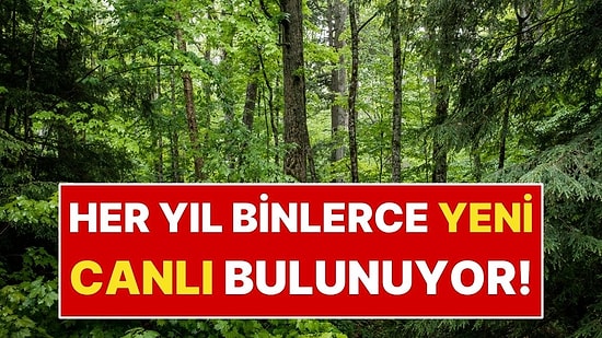 Dünya Sandığımız Kadar Keşfedilmiş Değil! 16 Bin Yeni Tür Bulunuyor