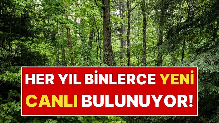Dünya Sandığımız Kadar Keşfedilmiş Değil! 16 Bin Yeni Tür Bulunuyor