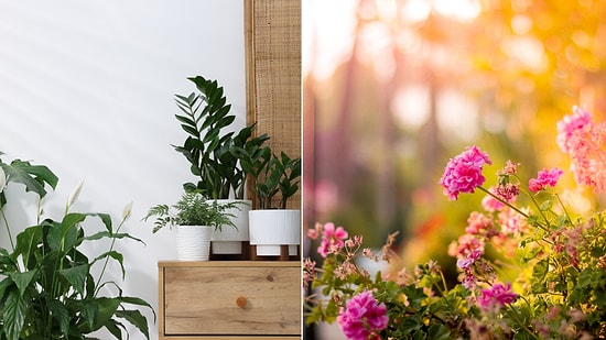 Not Just Oxygen: Plants That Bring Prosperity and Abundance