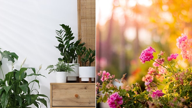 Not Just Oxygen: Plants That Bring Prosperity and Abundance