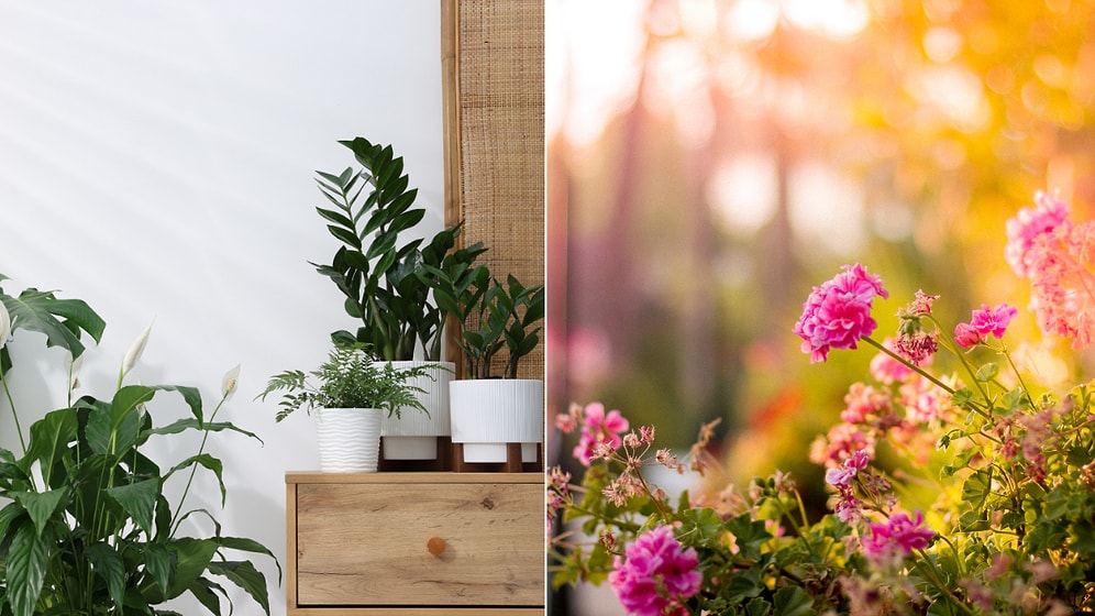 Not Just Oxygen: Plants That Bring Prosperity and Abundance