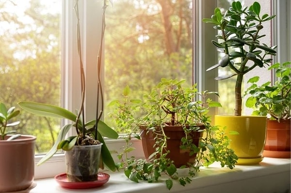 Who wouldn't want a touch of greenery in their home?