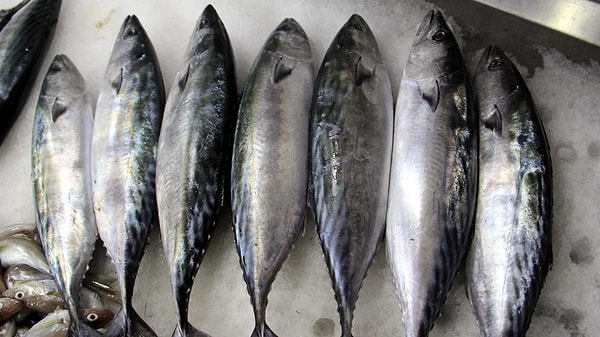 Palamut