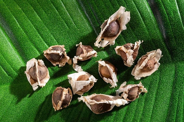 Moringa tohumları sudaki mikroplastiklerin yüzde 98’ini temizleyebiliyor.