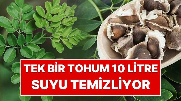 Arıtma Cihazları Tarih Olabilir! Tek Bir Tohumla 10 Litre Su Temizlenebiliyor