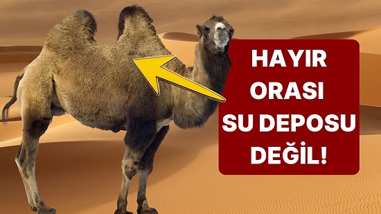 Çöl Gemileri Develer Nasıl Oluyor da Günlerce Su İçmeden Yaşayabiliyor?