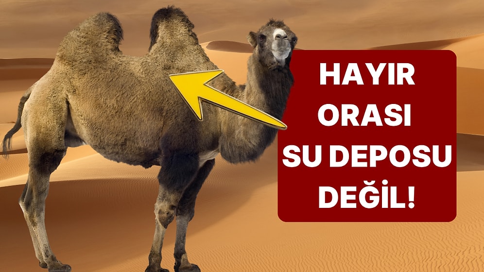 Çöl Gemileri Develer Nasıl Oluyor da Günlerce Su İçmeden Yaşayabiliyor?