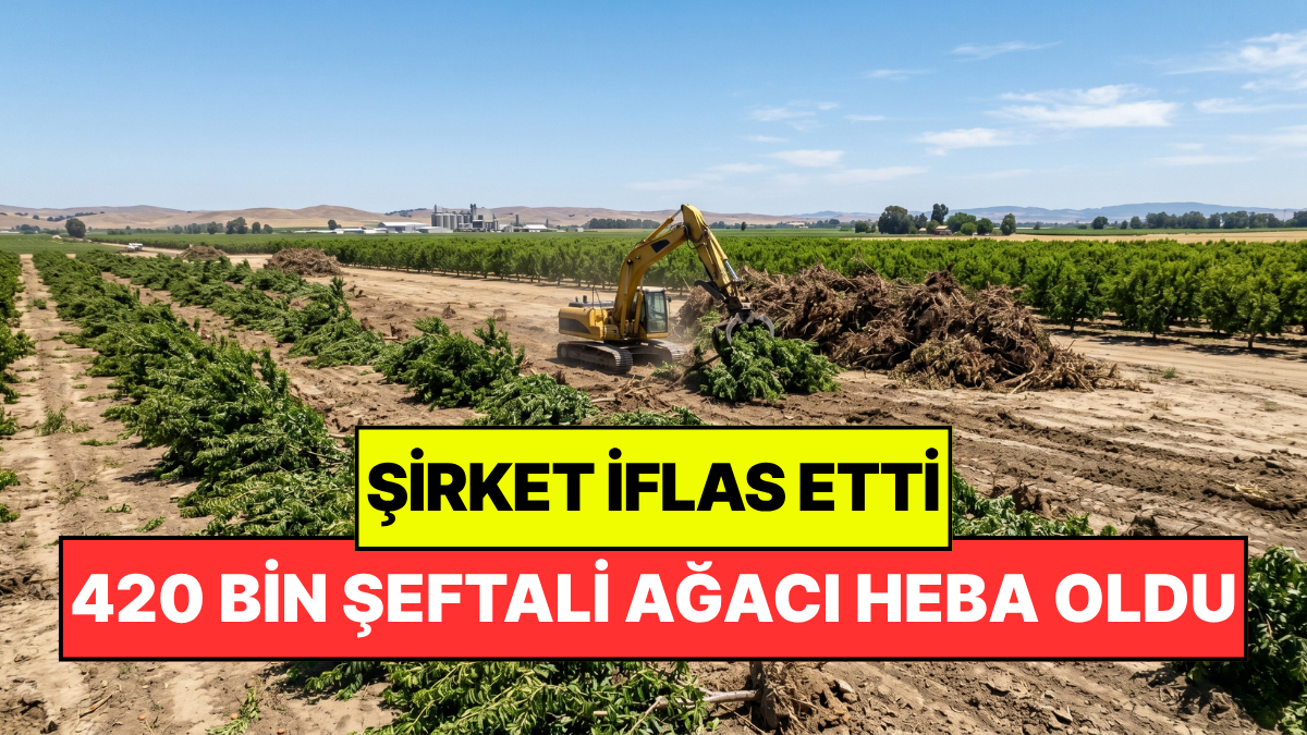 420 Bin Şeftali Ağacı Yok Edilecek: Şirket İflas Edince Olan Çiftçilere Oldu