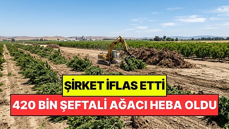 420 Bin Şeftali Ağacı Yok Edilecek: Şirket İflas Edince Olan Çiftçilere Oldu