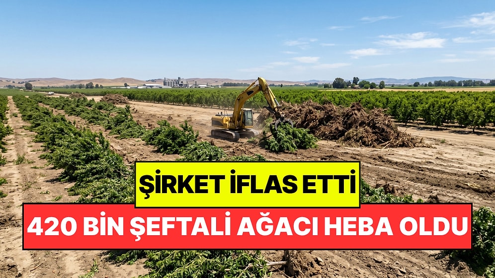 420 Bin Şeftali Ağacı Yok Edilecek: Şirket İflas Edince Olan Çiftçilere Oldu