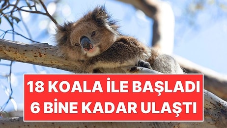 18 Koalayla Başladı, 6 Bin Hayvanlık Hastalıksız Sığınağa Dönüştü