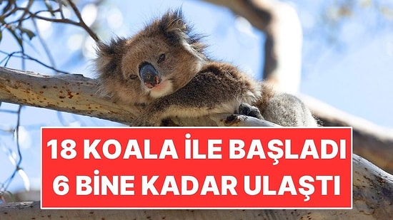 18 Koalayla Başladı, 6 Bin Hayvanlık Hastalıksız Sığınağa Dönüştü