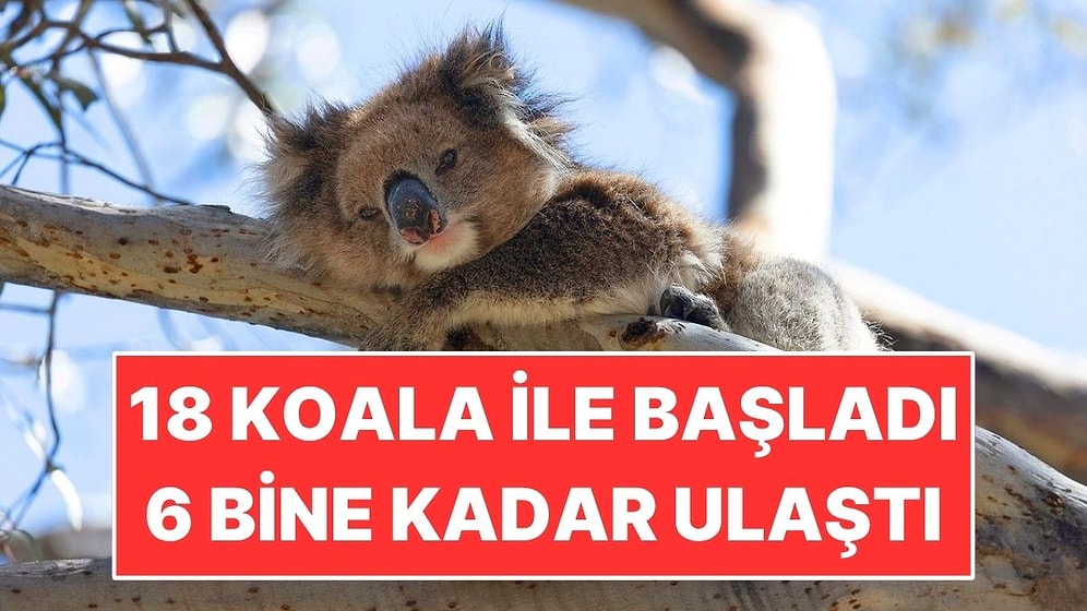 18 Koalayla Başladı, 6 Bin Hayvanlık Hastalıksız Sığınağa Dönüştü