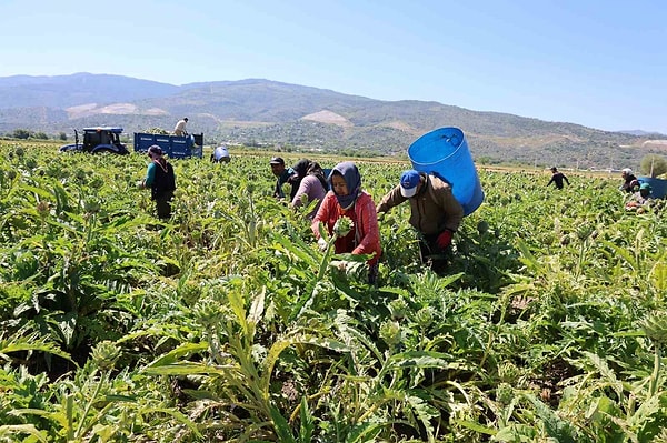 Üreticiler yerli ürünün kalitesini korumak için ithalat baskısına karşı mücadele veriyor