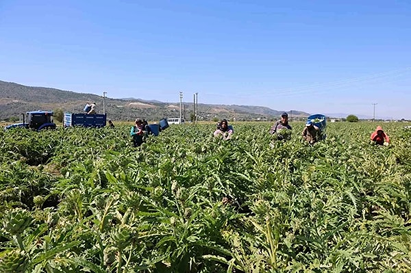 Sağlık üzerindeki olumlu etkileri enginarı tüketiciler için vazgeçilmez bir seçenek kılıyor