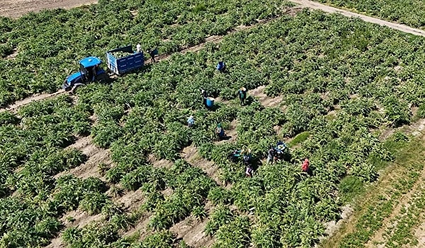 Tarımsal üretimin sürdürülebilirliği için maliyetlerin düşürülmesi ve desteklerin artması bekleniyor