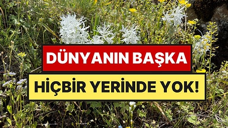 Dünya Üzerinde Sadece Ankara'da Yetişiyor: 2 Ay Görünüp Kayboluyor